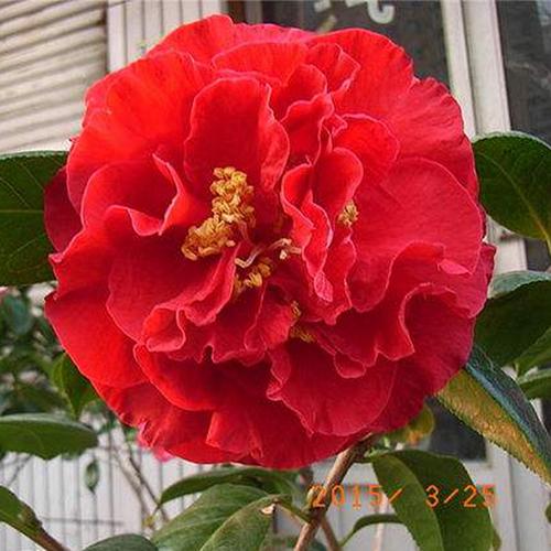 帕克斯先生 盆栽茶花 大苹果茶花原生带花苞大苗 精品云杂系品种