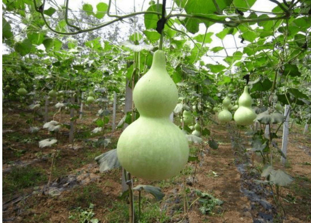 农户如何科学种植葫芦?合理密植,适时蹲苗,灌溉和施肥