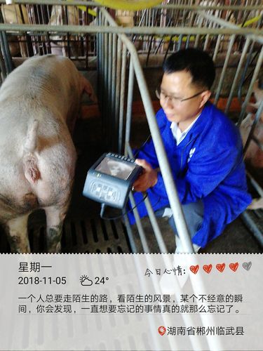 帮客户胡国春母猪b超孕检服务,共照6头母猪,发现1头空怀.