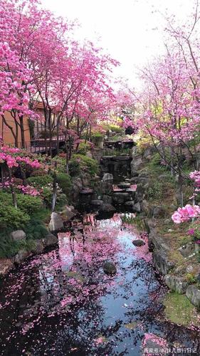 大理"山水间"樱花谷(1)