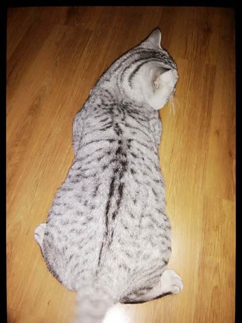 急售纯种鱼骨刺纹美短dd—天津南开区短毛猫