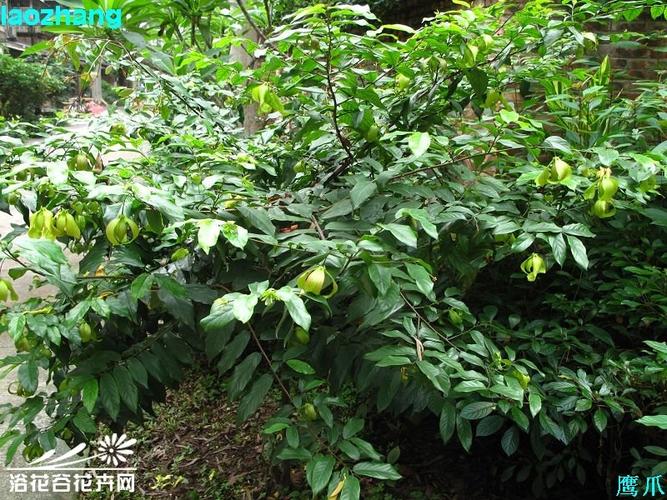 鹰爪花图片