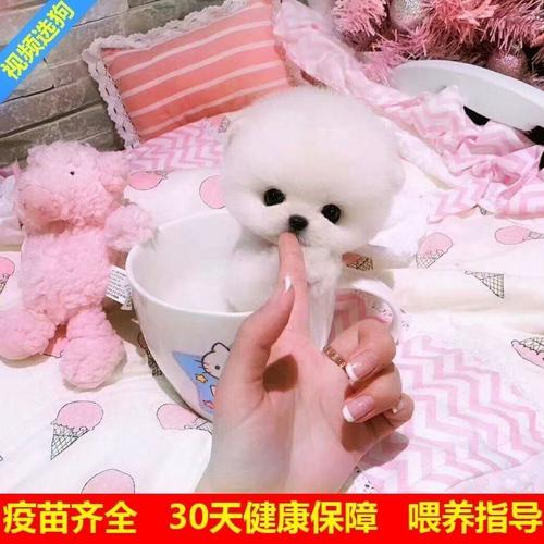 茶杯犬长不大的博美