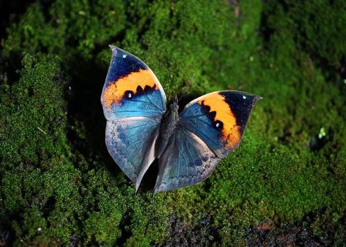 我与蝴蝶有个约会!