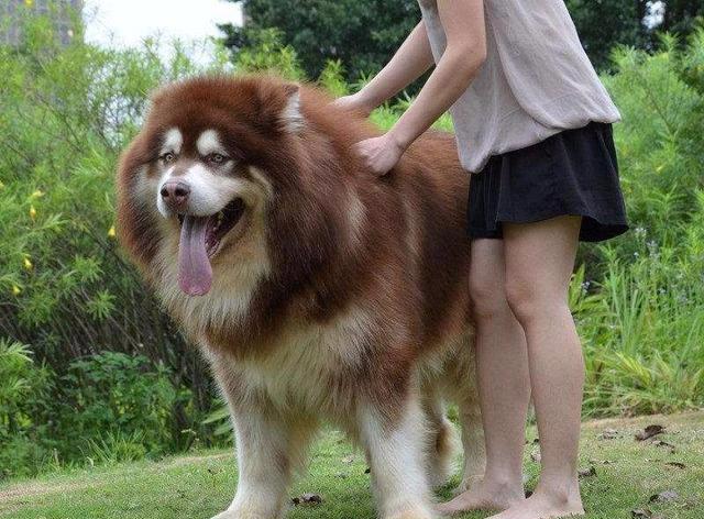 谁给我留言让我介绍阿拉斯加来着来个全的来啦来啦哦来看