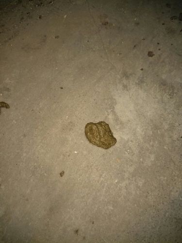 我家的狗狗拉出来的粑粑不是一坨一坨的,是那种像粥一