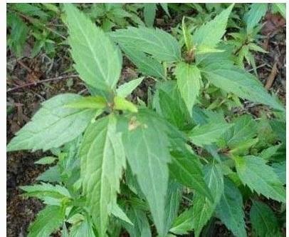 泽兰的功效作用食用禁忌是什么