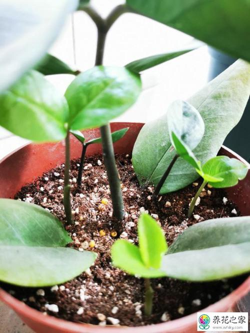 扦插金钱树快速生根技巧