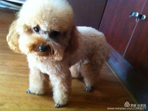 我家小宾利,女孩,2011年11月出生.