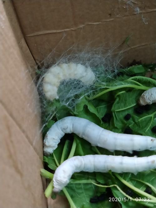 养蚕宝宝的过程.