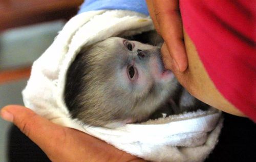 【世界动物日】聊聊野生动物保护