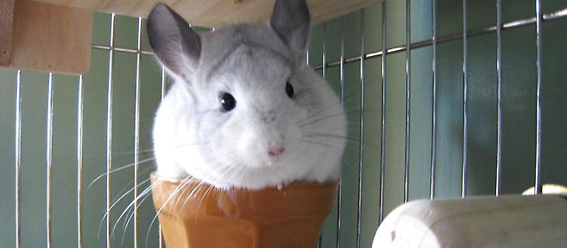 各维生素对龙猫有何作用|-波奇网百科大全