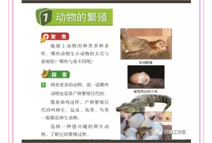 自学资料:2.7《动物的繁殖》