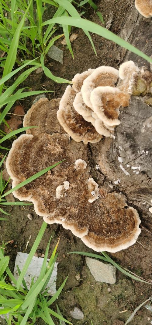 树舌--让胡路区