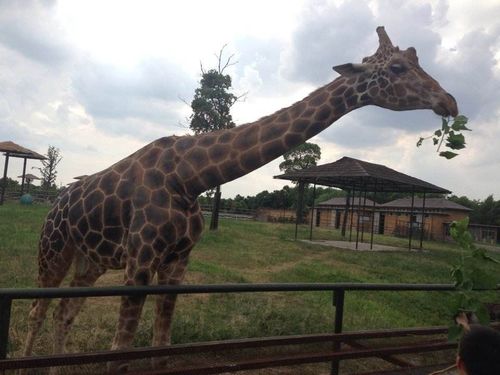 说到动物们,当然要属淹城动物园里的动物最多了!这里有长劲鹿!