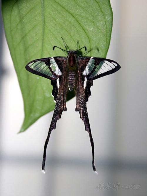 【原摄】燕凤蝶羽化过程