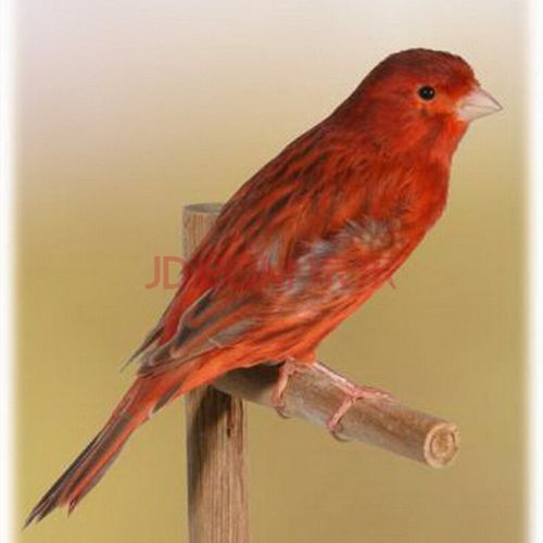 天弗玉鸟活体鸣唱鸟笼养小鸟山东黄橘黄辣椒红一对 红