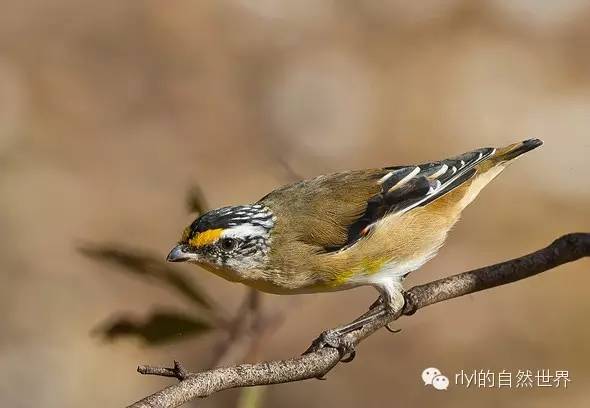 rlyl物种说今日黄端斑啄果鸟striatedpardalote