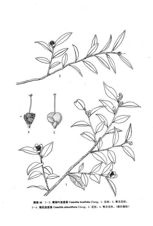 黄杨叶子简笔画