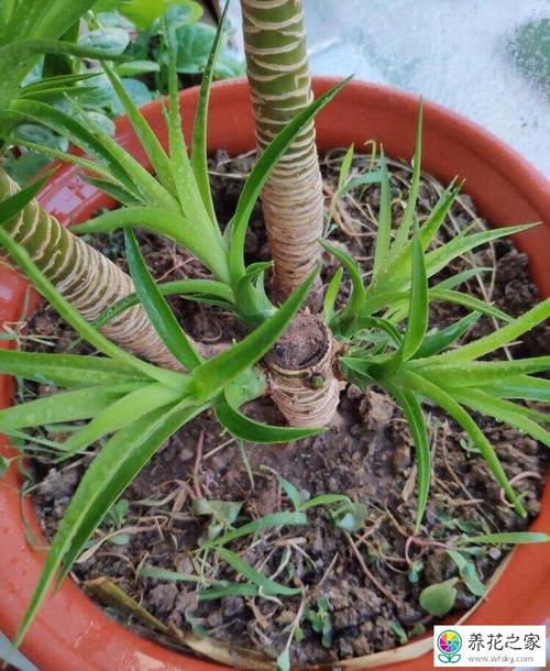 龙血树如何扦插