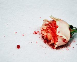 手包里躺着的血玫瑰