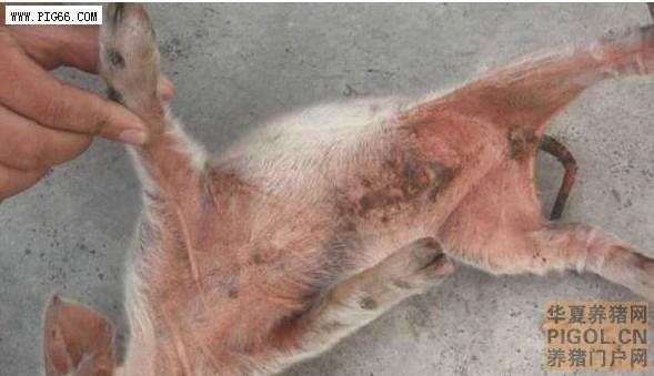 猪皮炎症状和猪皮炎图谱