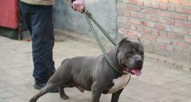 惠州高品质恶霸犬幼犬狗舍哪里能买到