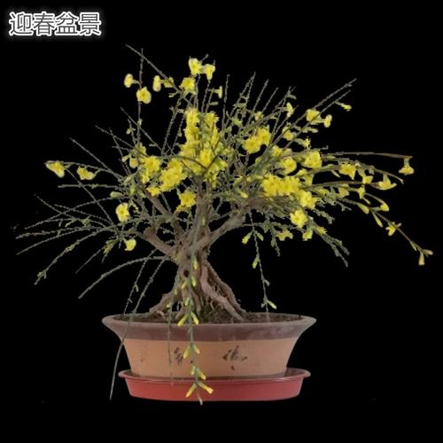 迎春花盆景老桩