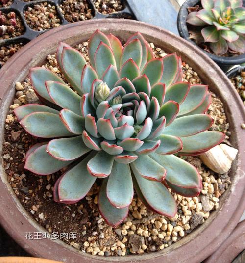 产地分布: 雨燕座echeveria apus 景天科拟石莲花属 多肉植物,夏型种