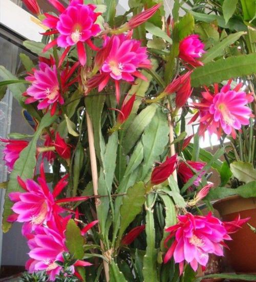 1种仙人掌花好养又漂亮开花有碗口大