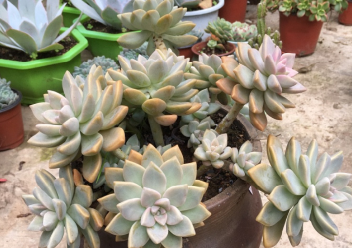 知道什么时候该给多肉淡雪换盆吗?