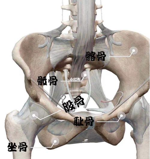 产后修复之(女性骨盆)_骨盆_产后护理_瑜伽_孕产_母婴