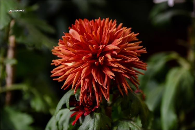 2021年第762贴北海公园菊花展51117f