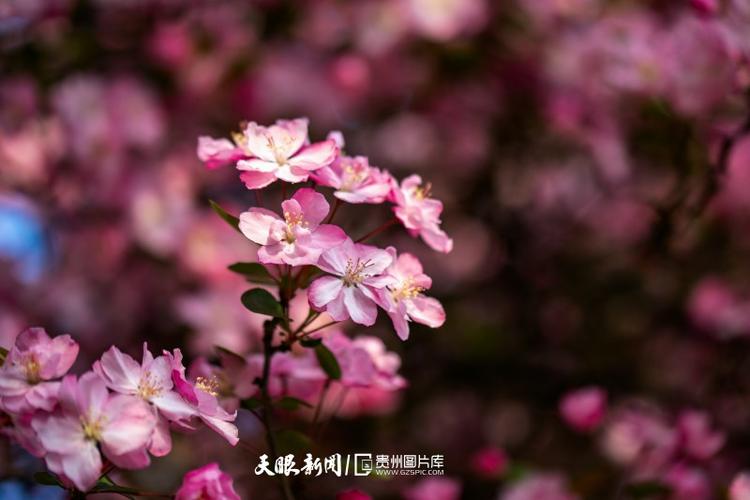 春风送暖,毕节市人民公园的海棠花进入盛花期,吸引市民和游客前来