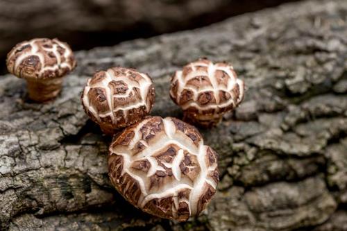 海伶天然袋装耳子青川椴木自产自销花菇干货农家香菇肉厚干山珍