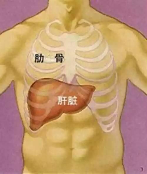 肝长在人体的什么位置图片