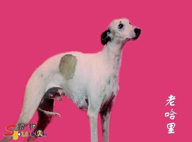 回忆回忆 回忆,,,, 感叹感叹感叹,,,惠比特俱乐部the