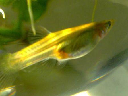 母孔雀鱼肚子很大低下有个红色的小尖尖是怎么了