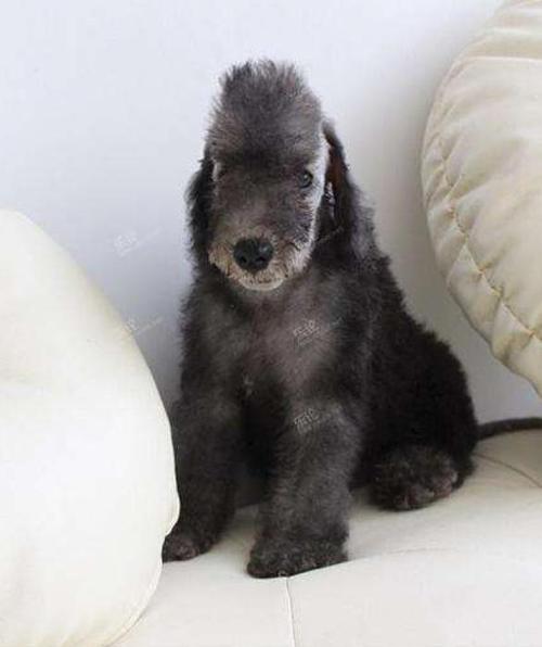 小贝灵顿犬出售
