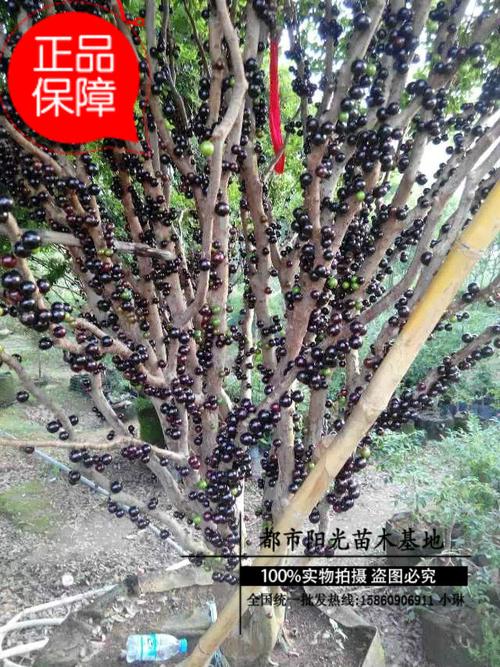 树葡萄 嘉宝果台湾进口水果珍稀名贵嘉宝果袋苗 直径2-6公分大树_7折
