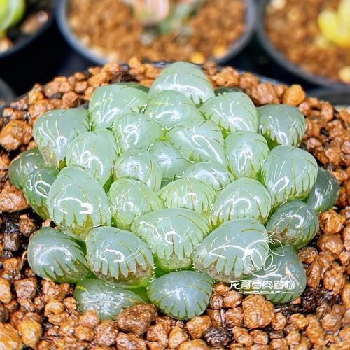 ob1玉露丰植园瓦苇十二卷玉露锦冰灯寿万象玉扇多肉植物精品