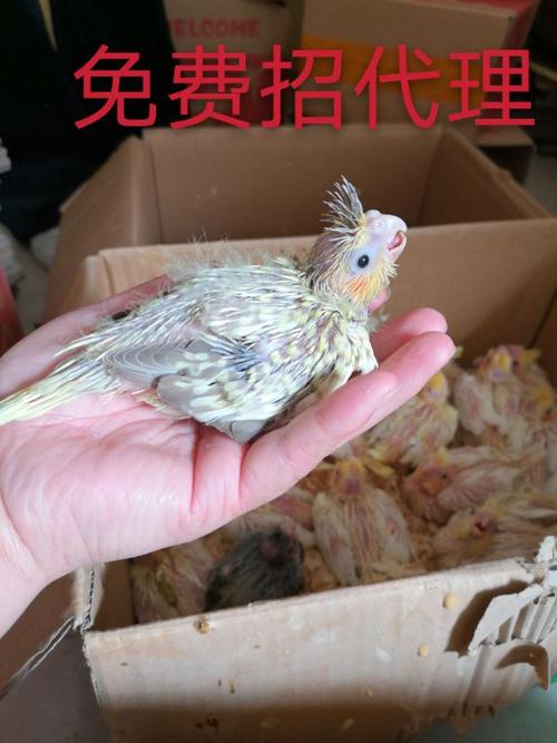 玄凤鹦鹉宠物黄化情侣幼鸟手雏鸟活鸟粮活说话鸟
