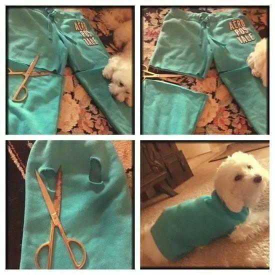 直接在裤子上,剪个裤腿,再剪两个洞,狗狗就能直接穿上了.