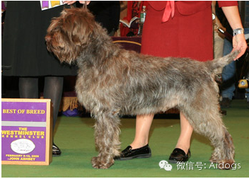 爱道格每日一犬---刚毛指示格里芬犬
