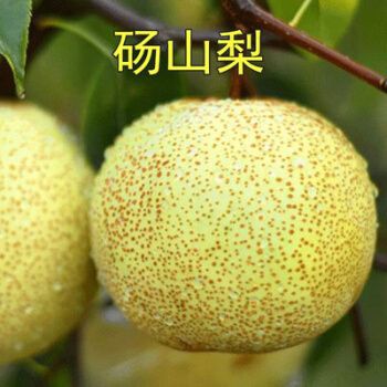 梨树苗秋月梨苗莱阳鸭梨蜜梨嫁接树苗盆栽南方北方种植当年结果砀山梨