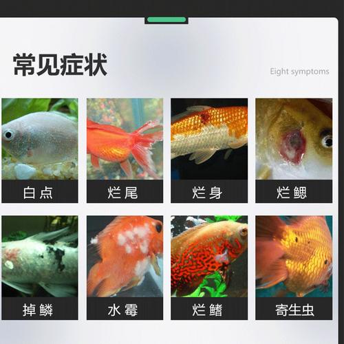苏皖亚甲基蓝观赏鱼白点病锦鲤水霉病血鹦鹉护理鱼缸水族养护