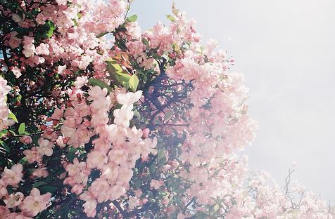 陌上花开 唯美花儿开满枝头(6)