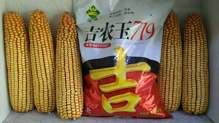 玉米经受了,高温,旱涝,的灾害面对逆流,润民种业,吉农玉719表现突出
