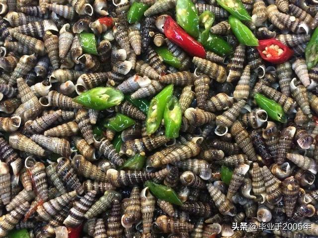 大连地区小海锥(xǔ波螺)