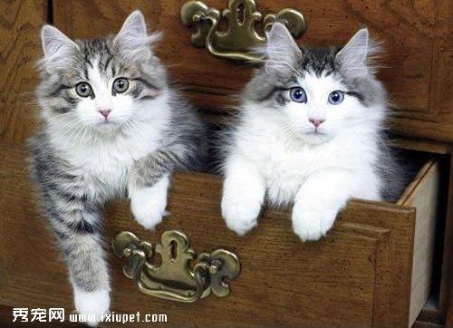 挪威森林猫的外形特点及选购注意事项【图】